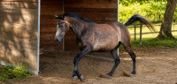 Vente de cheval : Moona de Lupiala